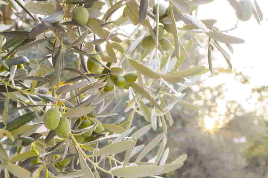 فوائد ورق الزيتون